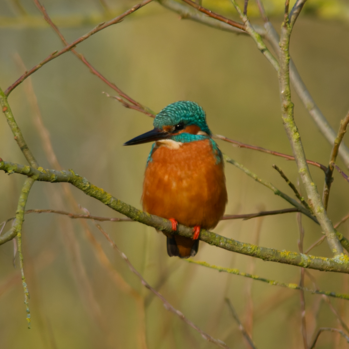 Common kingfisher (Alcedo atthis)